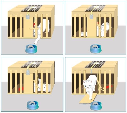 Edward Thorndike realiza experimentos con gatos, perros y gallinas.