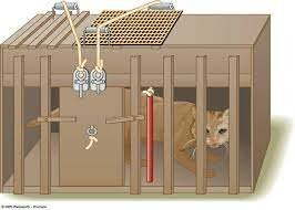 Edward Thorndike ¨Ley del ejercicio¨