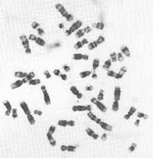 Descubrimiento de la Cromatina y su Rol en la División Celular