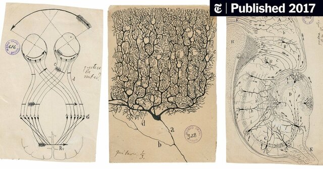 Se describe por primera vez  la comunicación  o impulso Neuronal.