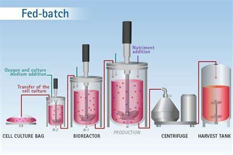 Biorreactores Fed Batch