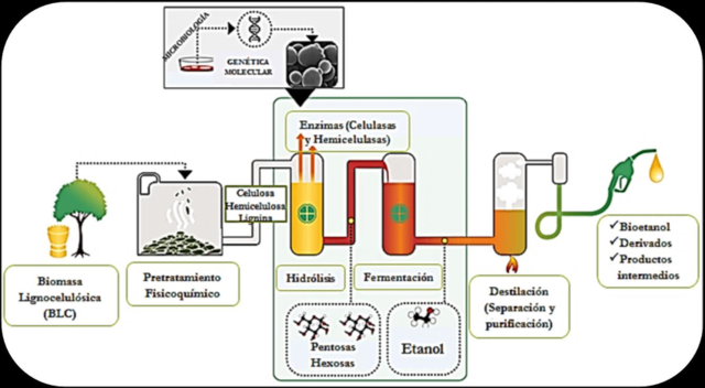 Producción de etanol