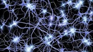 El surgimiento de la primera agrupación neuronal