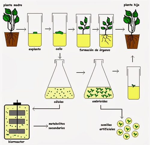 Cultivo de celulas y organos vegetales en biorreactores