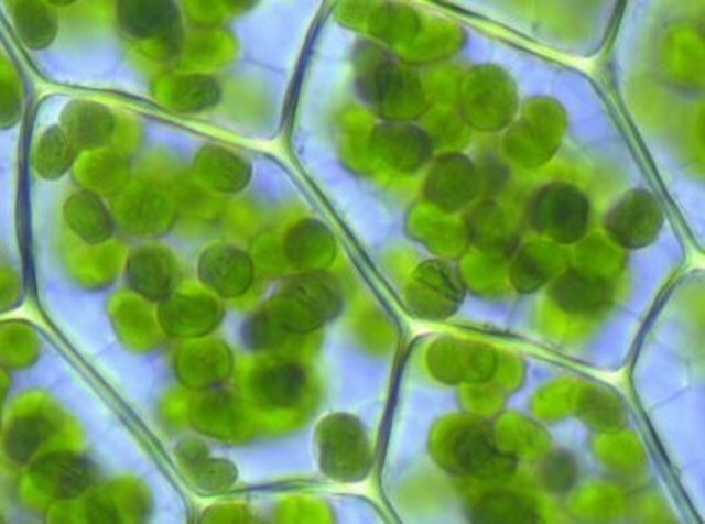 Malpighi Hooke y Greew