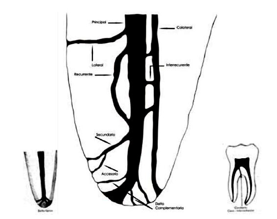CONDUCTILLOS DENTARIOS Y MICROORGANISMOS