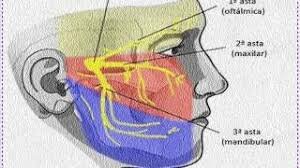 Galeno y la inervación