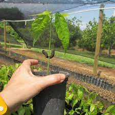 Antioquia granjas experimentales.