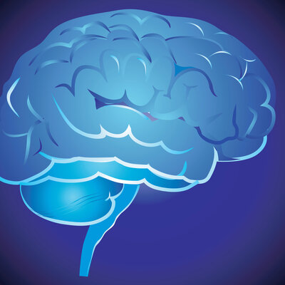 Timeline: Human brain