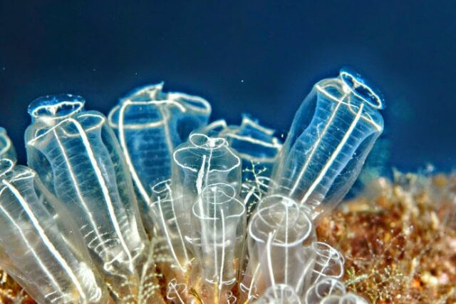 Células y estímulos