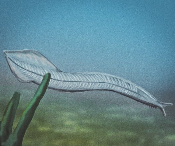 Tubo neuronal dorsal