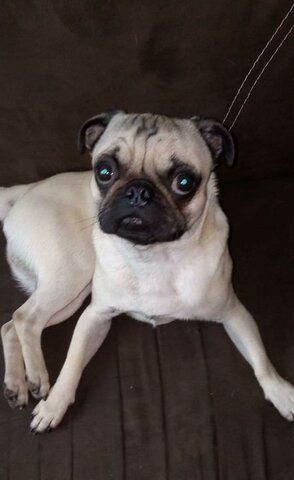 Poquito? mucho mas humana