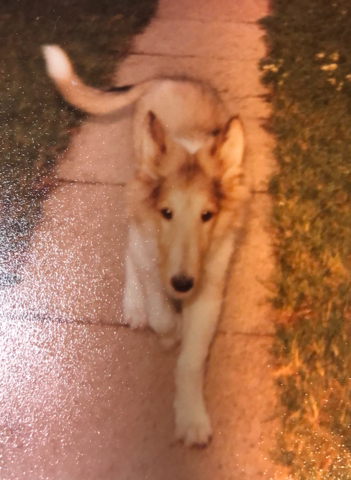 My First pet, Scotchy