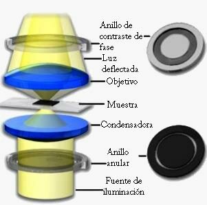 MICROSCOPIO DE CONTRASTE DE FASE