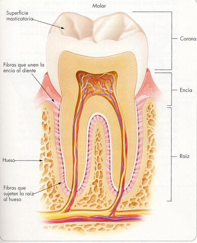 1514 SE DESCUBRE EL INTERIOR DE UN DIENTE
