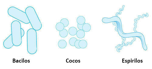 Bacilos y espirilos