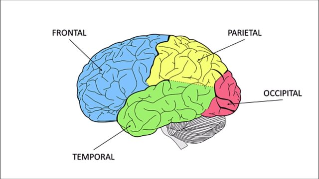 Areas corticales del cerebro