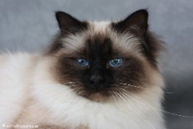 De första däggdjuren skapas!