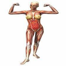Anatomía, fisiología y ciencias medicas legales