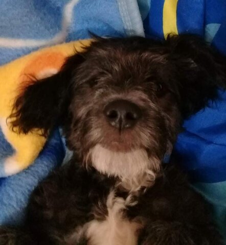 Llego Sherif a mi vida