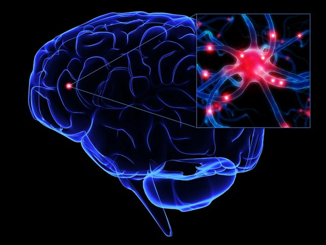 La corteza cerebral se formó cercana a la de hoy hace 2 millones de años