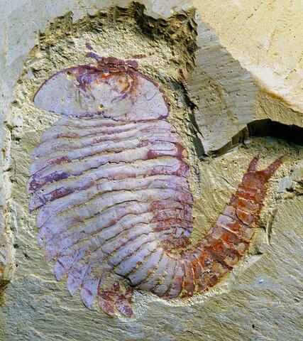 Surgimiento del primer cerebro hace 520 millones de años