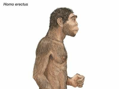 H. erectus hace 1.8 millones de años