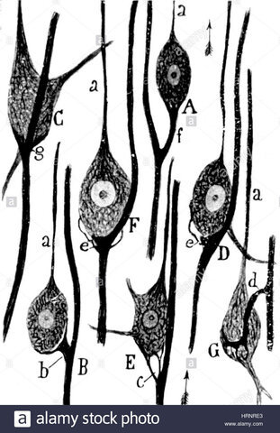 Neurona y Dendritas (Teoría Neuronal)