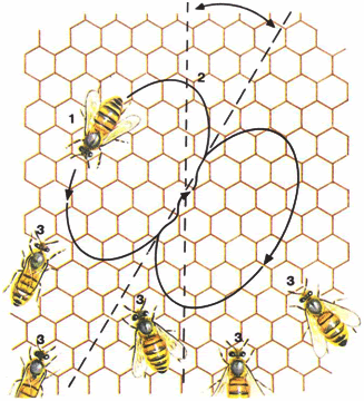 Danza de las abejas