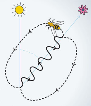 Orientación de las abejas