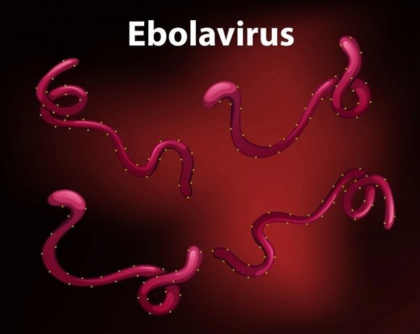 Ébola
