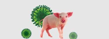 Gripe porcina