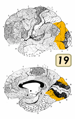 la clasificación de la corteza cerebral en cuarenta y tres zonas por Korbinian Broadmann