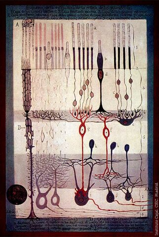 Doctrina de la neurona