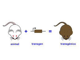 Trasgenesis