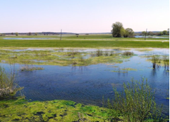 International Convention on Wetlands