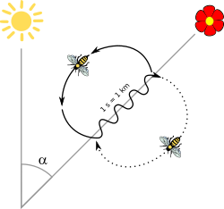Danza de las abejas