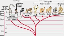Timeline: árbol filogenético