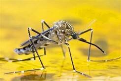 Nueva York afectado por la fiebre amarilla.