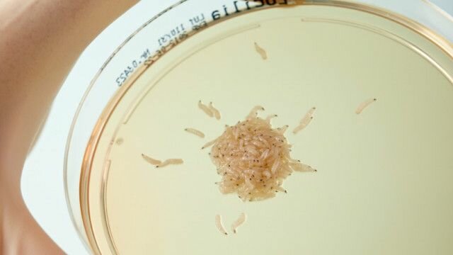 Causas para inducir enfermedad y muerte de gusanos.