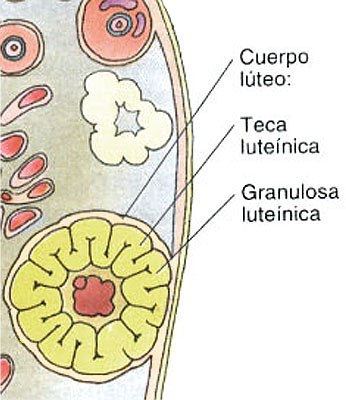 Cuerpo lúteo