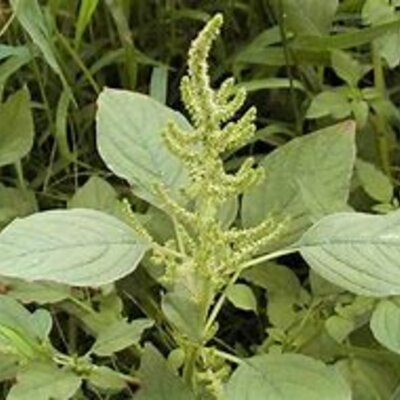 Timeline: historia de las malezas