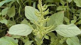 Timeline: historia de las malezas