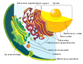 Complementación de la teoría celular