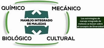 manejo integrado de malezas