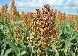 resistencia a herbicidas