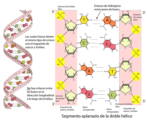 Importante Descubrimiento