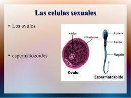 celulas sexuales
