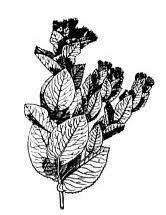 Descubrimiento del acido pipitzahoico