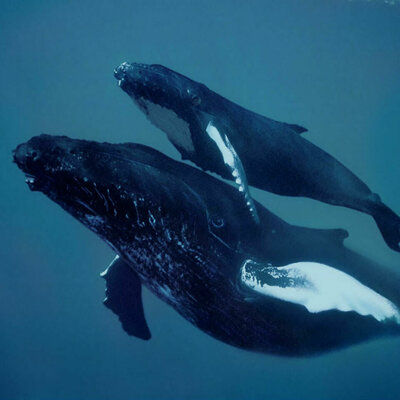 Timeline: Chasse à la baleine